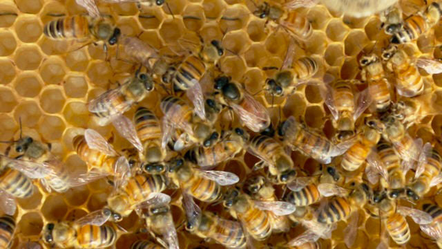 🐝👑 Königin, Arbeiterinnen und Drohnen: wie funktioniert wirklich eine Familie von Bienen