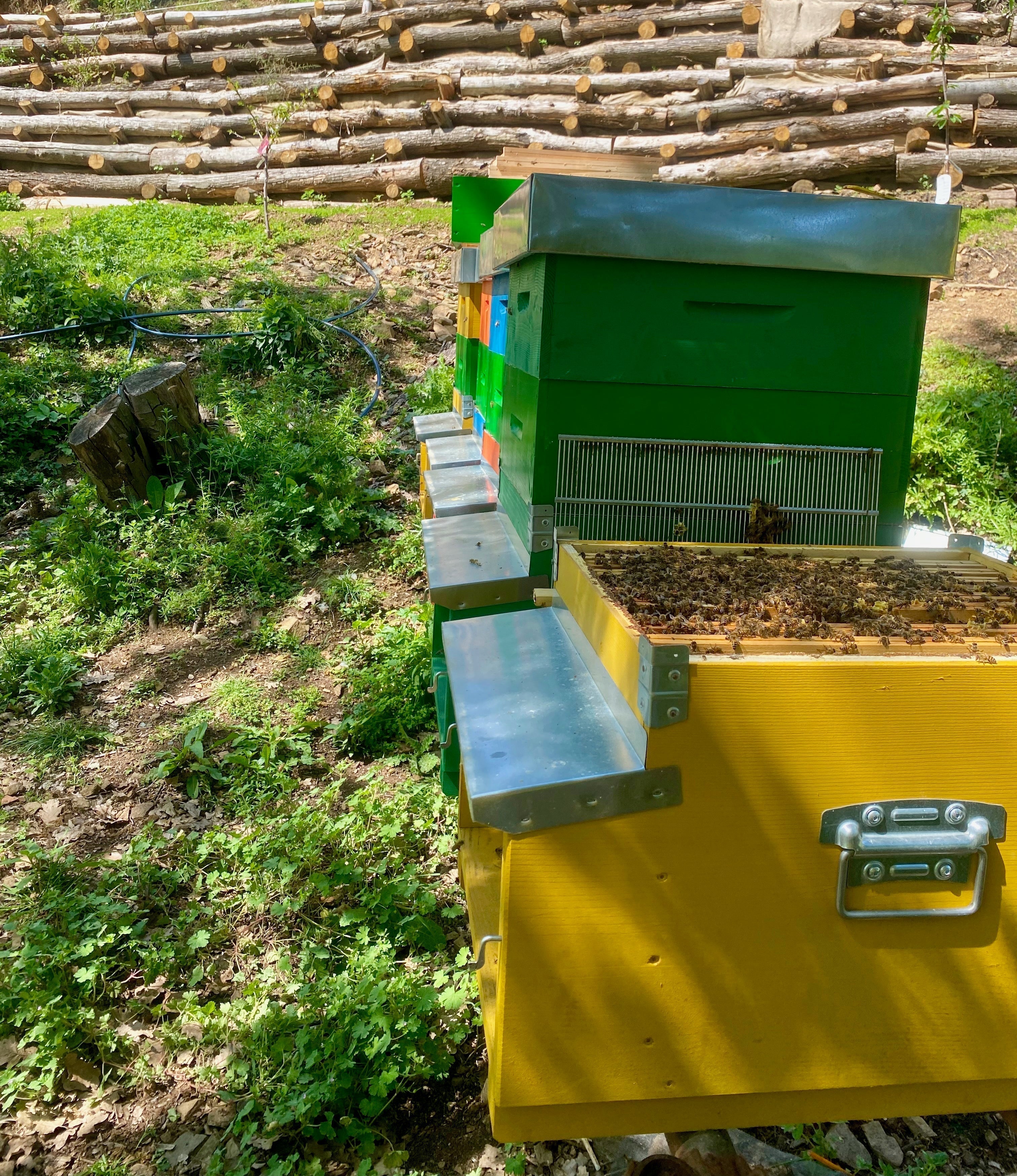 Wie ein Bienenstock funktioniert: eine perfekte Gesellschaft