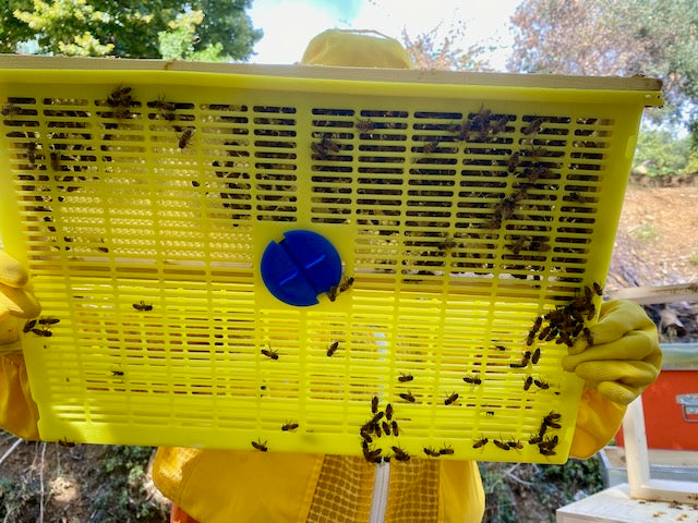 Wir haben biologische Varroa-Schutzmaßnahmen durchgeführt, um unsere API auf sichere und wirksame Weise zu schützen, die Umwelt zu schützen und die Biodiversität zu gewährleisten. Così facendo, garantiert eine makellose, natürliche und angenehme Atmosphäre für Ihren Gruß.